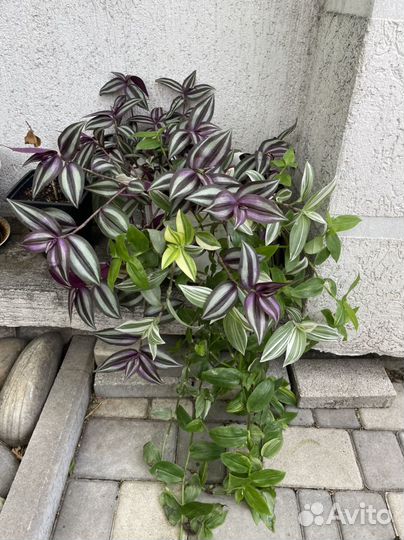 Традесканция