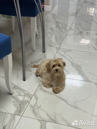 Мальтипу ф1 замечательный мальчик капучино