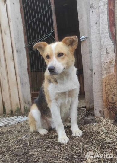 Найда ищет дом