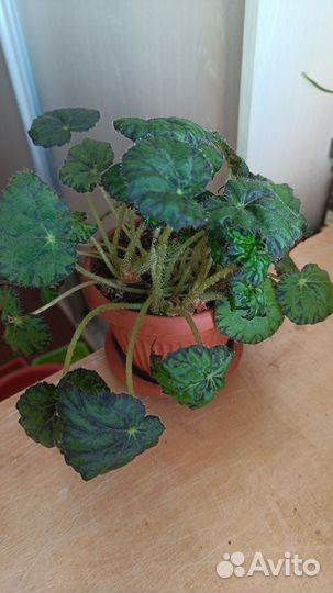 Домашние растения