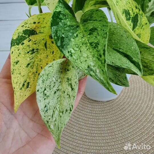 Эпипремнум Марбл Квин (Marble Queen), сциндапсус