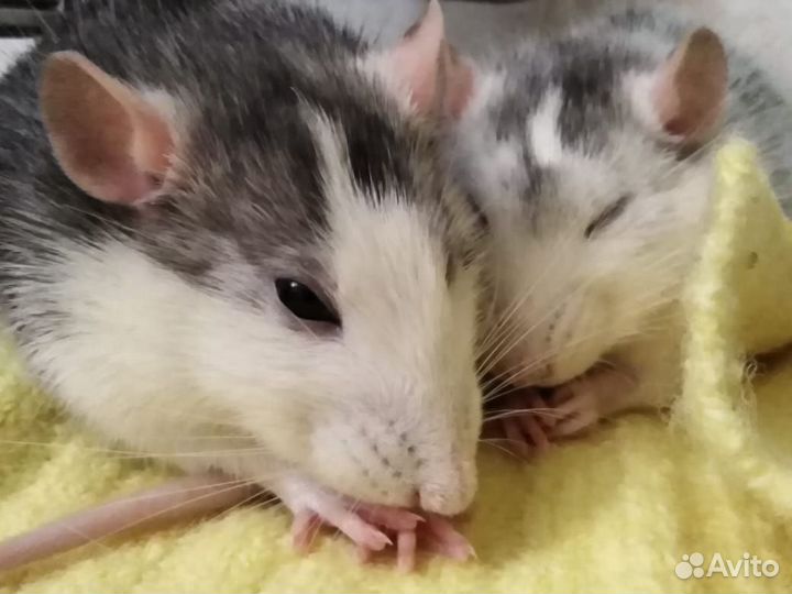 Передержка мелких животных