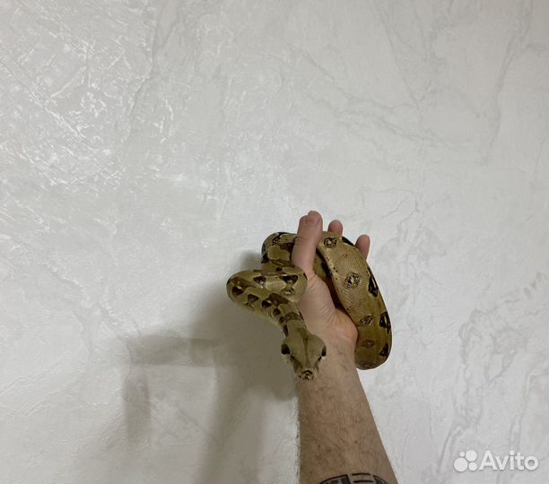 Императорский удав