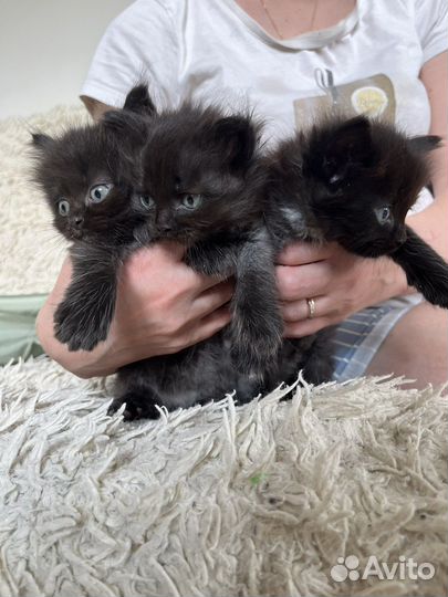 Котята + мешок наполнителя в подарок