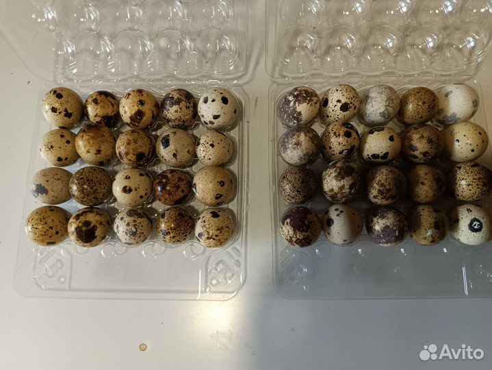 Яйцо перепелинное