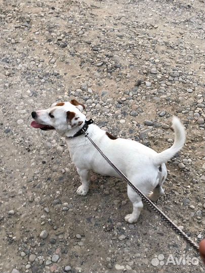 Вязка Джек Рассел Терьер