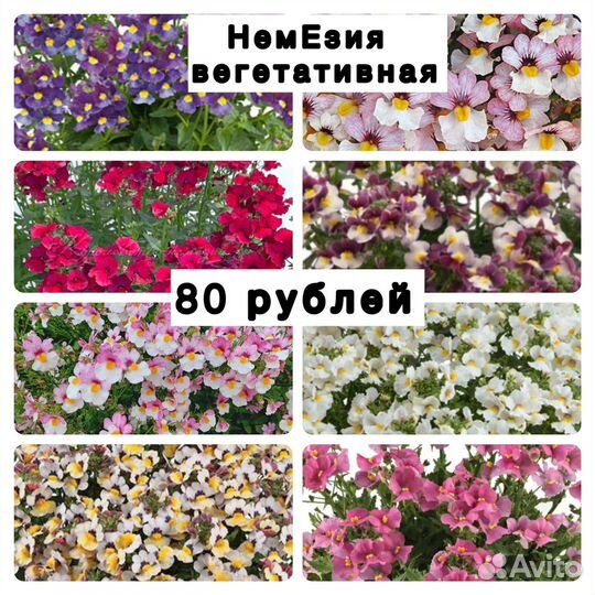Петунья