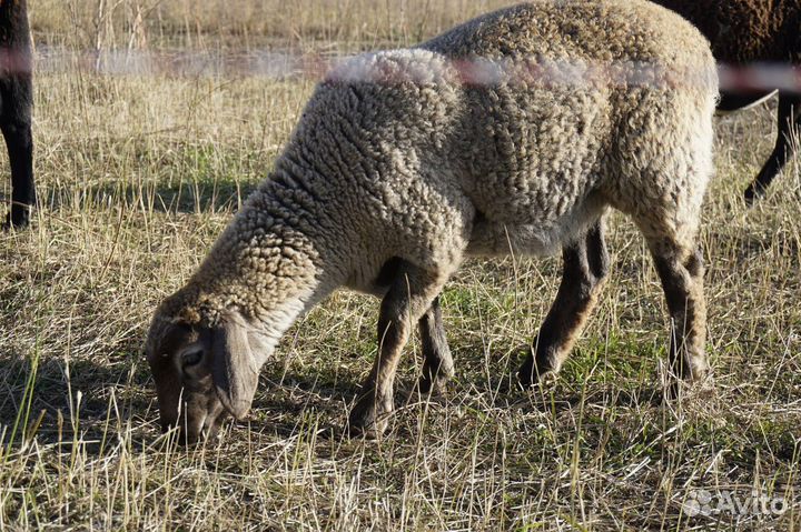 Баранчик Суффолк / Дорпер
