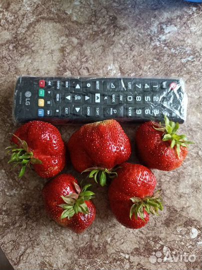 Рассада клубники Гигантела Максим