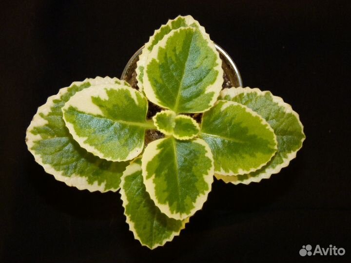 Плектрантус ароматный вариегатный