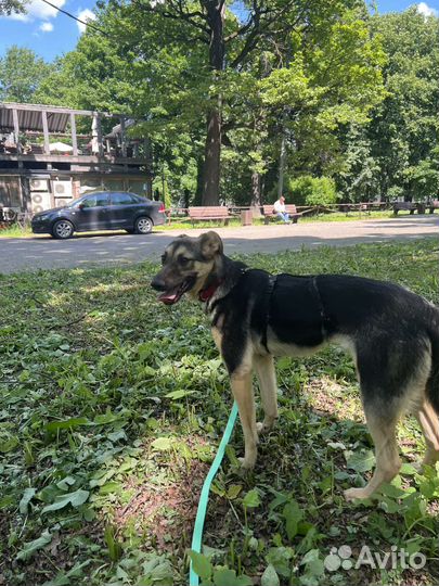 Собака в добрые руки