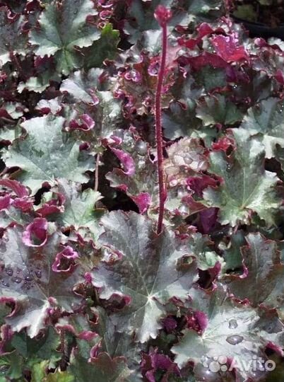 Гейхера гибридная Принц