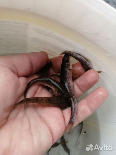 Живец пескарь