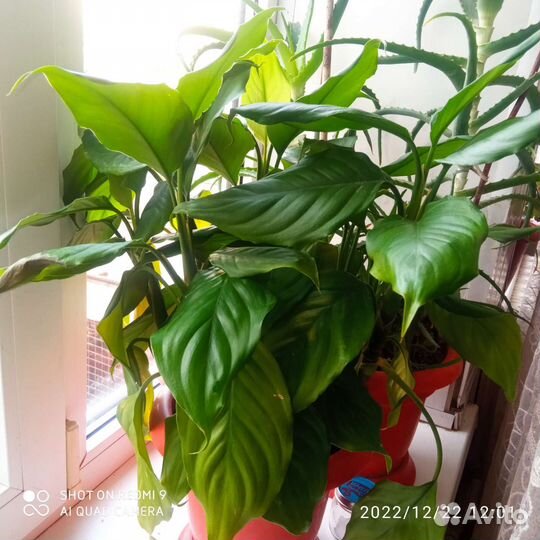 Комнатные цветы