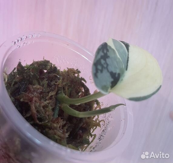 Сциндапсусы сортовые