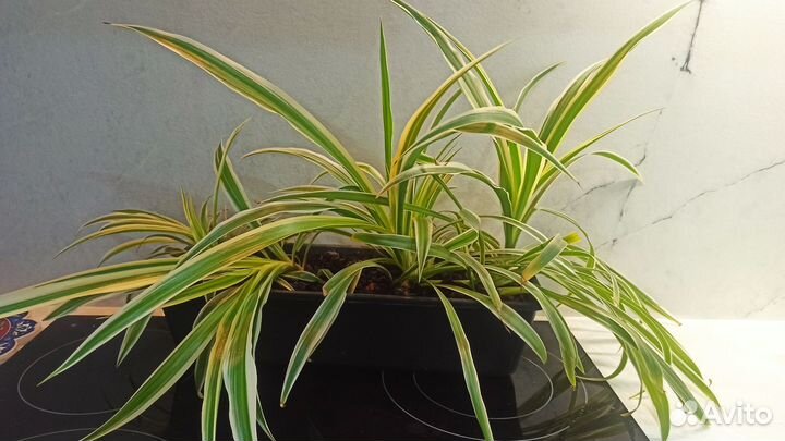 Хлорофитум вариегатный