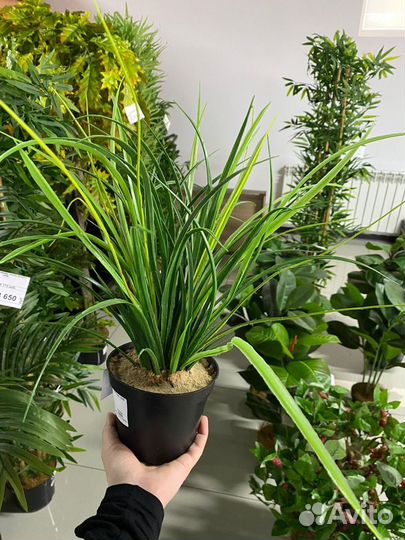 Декоративные растения для дома