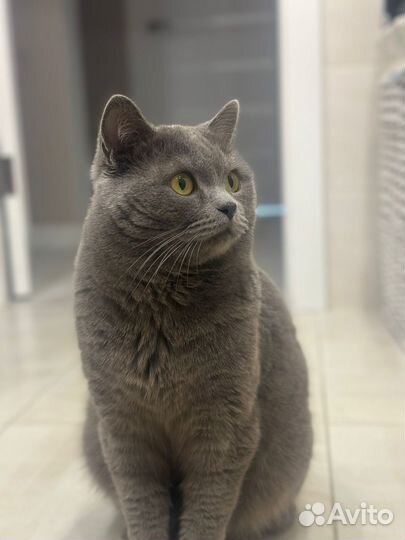 Британский кот на вязку