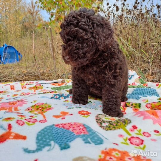 Той-пудель мини мальчик