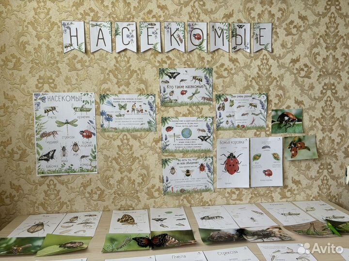 Проект насекомые