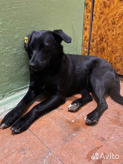 Собака в добрые руки отдам бесплатно