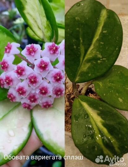 Хойи разные(Часть 1)