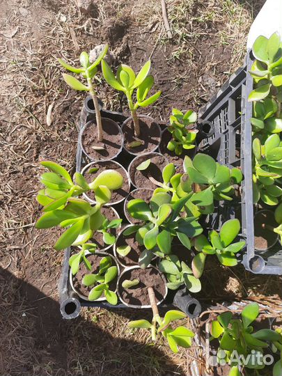 Толстянка (Crassula) денежное дерево