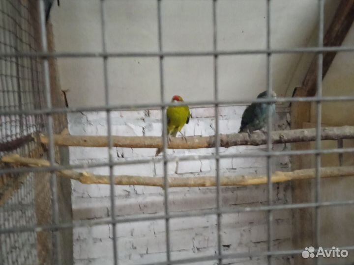 Попугаи какарики