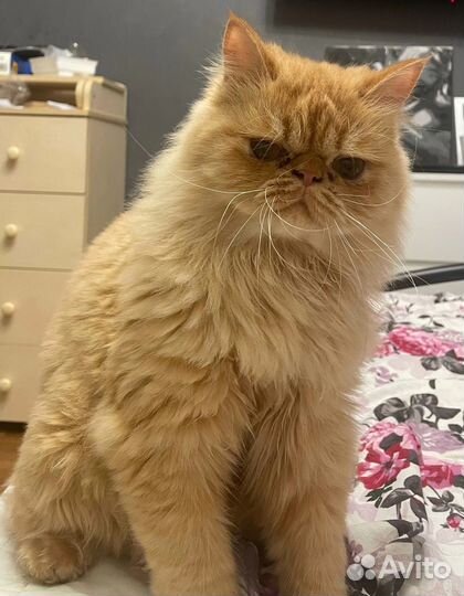 Персидская кошка