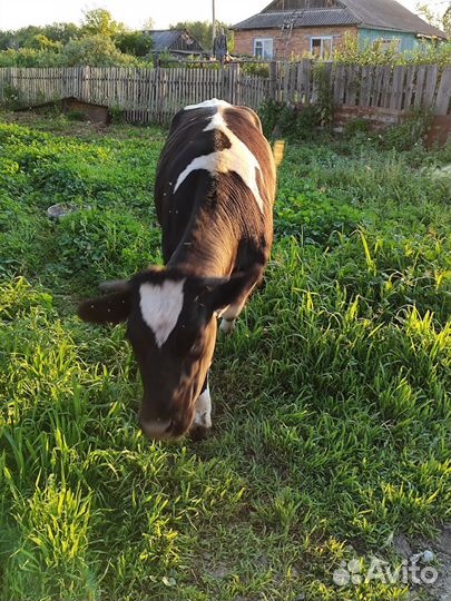 Телка стильная