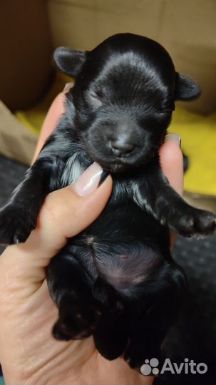 Йоркширский терьер щенки