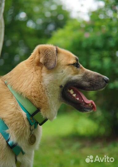 Собака из приюта в добрые руки