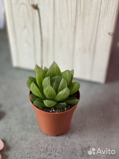 Хавортия Купера D5см (Haworthia Cooperi)