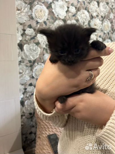 Метисы британской кошечки