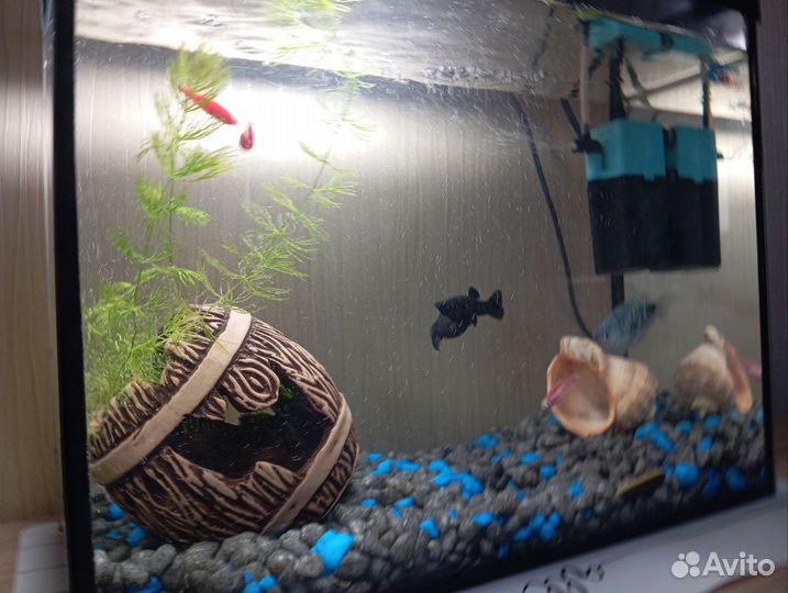 Аквариум с рыбками