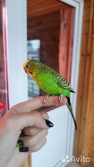 Волнистый попугай с клеткой