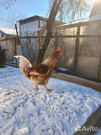 Молодые петухи