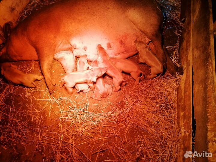 Поросята Дюрок