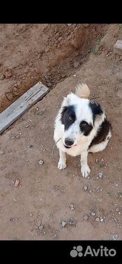 Бесплатно Щенки Бордер колли (Пастух)