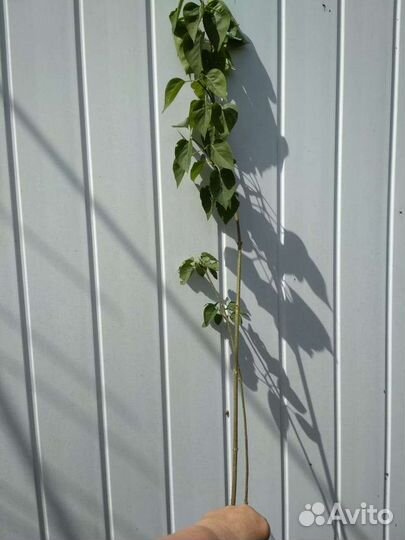 Белая махровая сирень