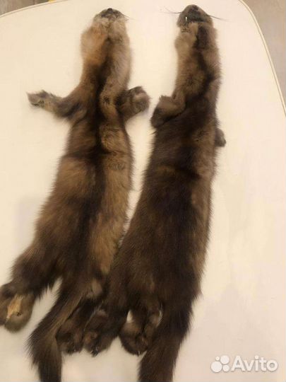 Шкуры соболя