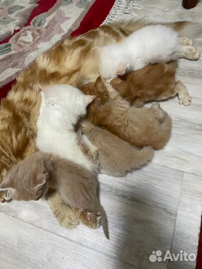 Котейки в добрые руки