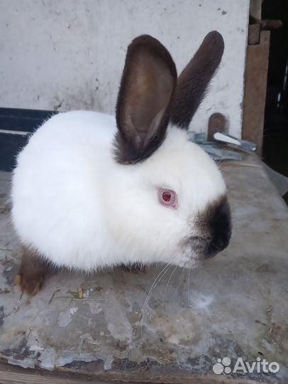 Кролик самка калифорнийской породы