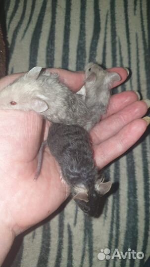 Декоративные мышата мальчики