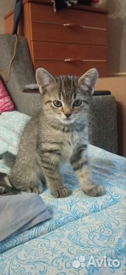 Котята