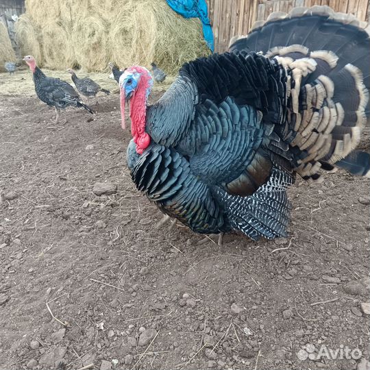 Индюки, индюшата