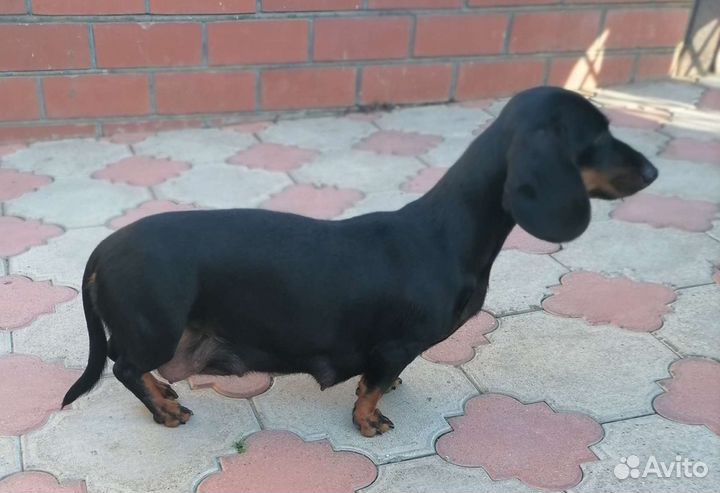 Такса стандартная Гладкошéрсная