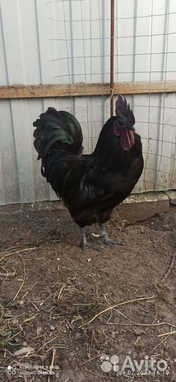 Петухи и куры