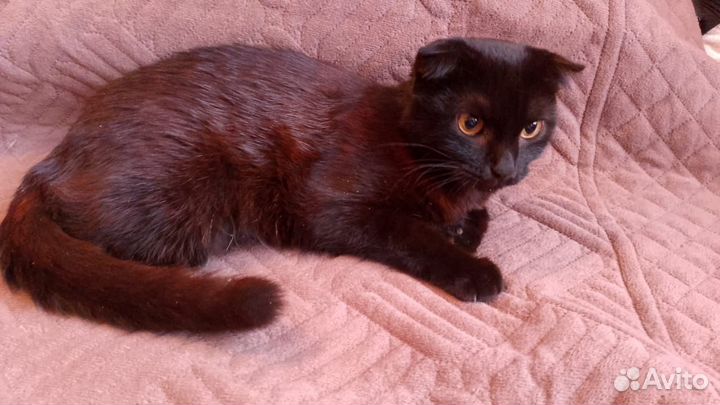 Отдам кота в Добрые руки