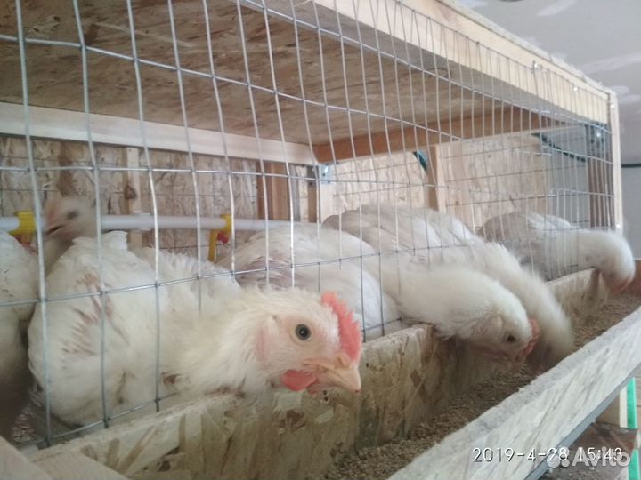 Цыплята бройлера